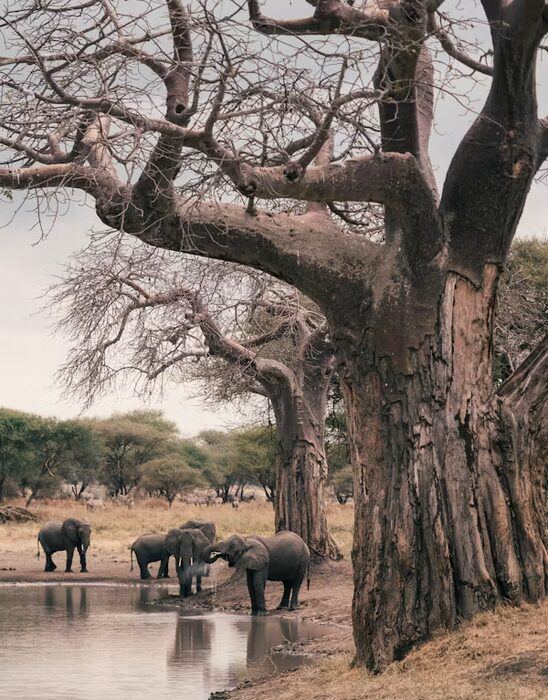 Tarangire Elephants